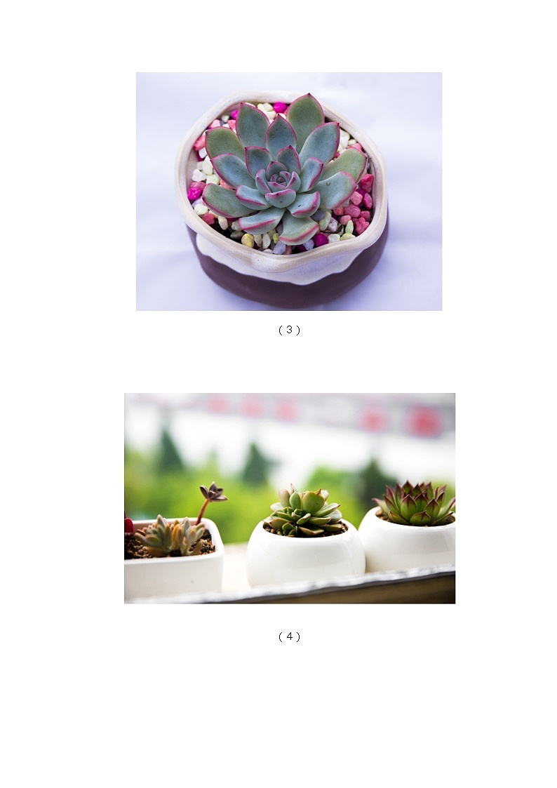 4.1常见的植物 PPT课件+教案+视频02