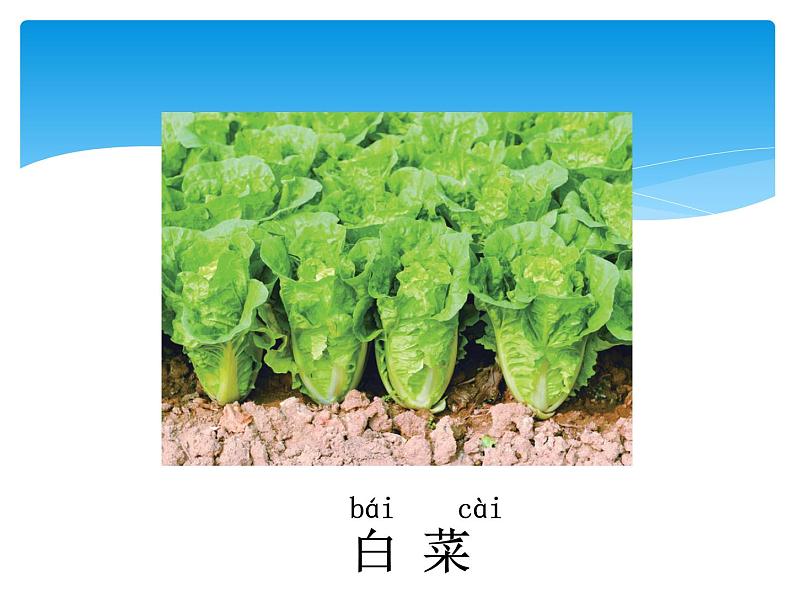 4.1常见的植物 PPT课件+教案+视频07