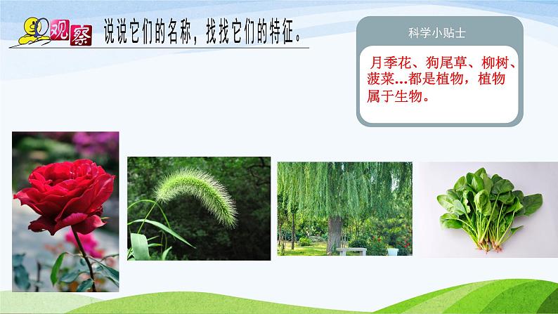 青岛版科学六三制一下8《我们周围的植物》课件PPT07