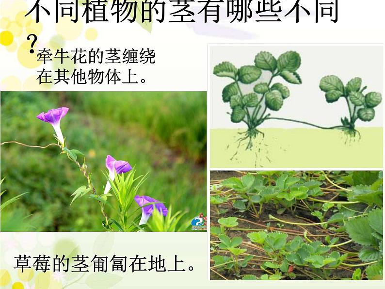 科学一年级下青岛版3.11看茎认植物课件（17张ppt）第8页