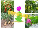 青岛版科学六三制一下 土壤与植物 课件PPT+教案