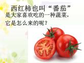 青岛版科学六三制一下15 番茄与番茄酱 课件PPT