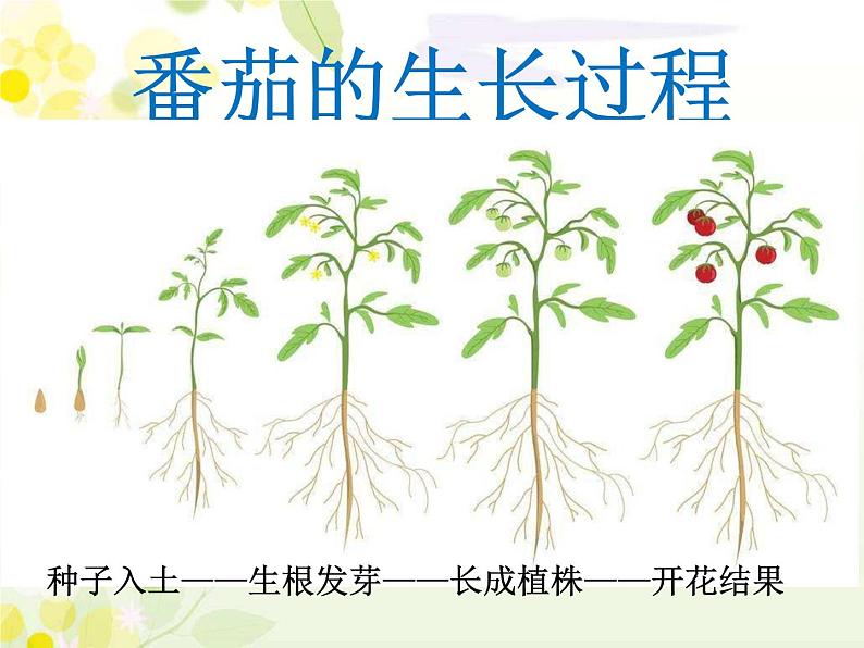 青岛版科学六三制一下15 番茄与番茄酱 课件PPT04