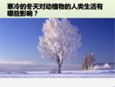 冀教版科学二年级上 9 寒冷的冬天 课件