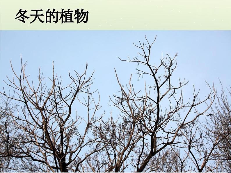 冀教版科学二年级上 9 寒冷的冬天 课件05