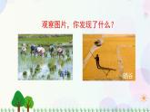三年級(jí)上冊(cè)科學(xué)-3.1 我們關(guān)心天氣（課件+教學(xué)設(shè)計(jì)＋任務(wù)單＋課后練習(xí)）教科版
