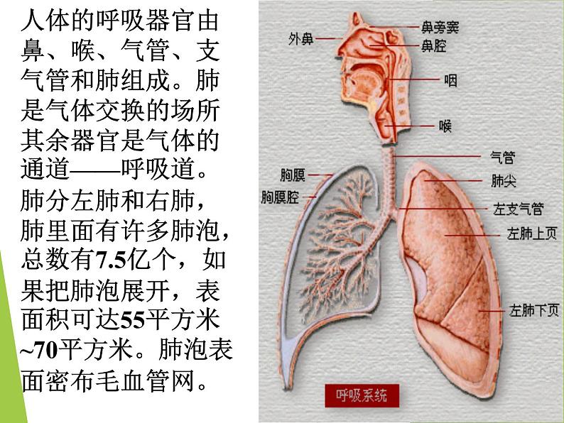 教科版 三年级上科学-4.5我们周围的空气 课件（17张PPT）第7页