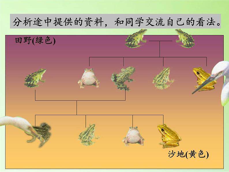 教科版科学六年级上册 4.7谁选择了它们 课件（30张PPT）第4页