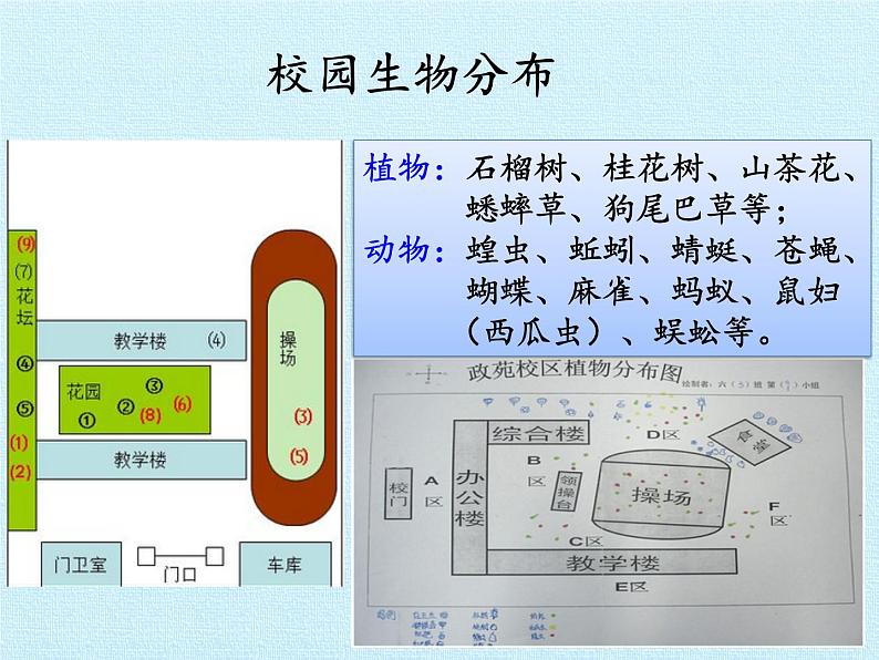 教科版 科学六年级上册 4.8生物的多样性复习 课件（57张PPT）第4页