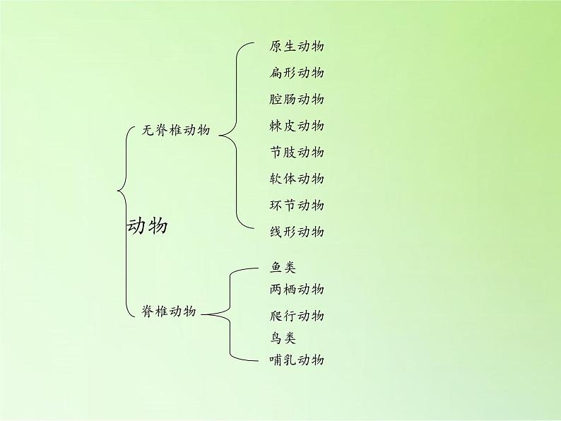 教科版 科学六年级上册 4.4种类繁多的动物 课件（37张PPT）05