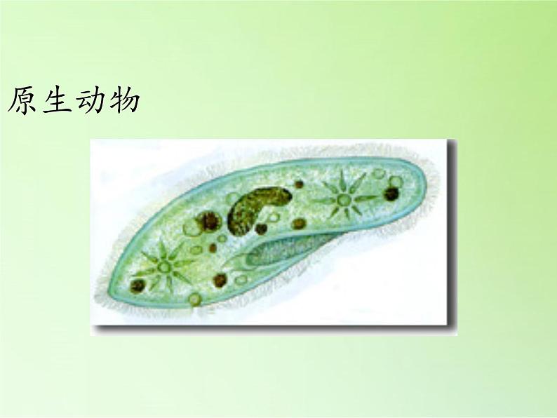 教科版 科学六年级上册 4.4种类繁多的动物 课件（37张PPT）06