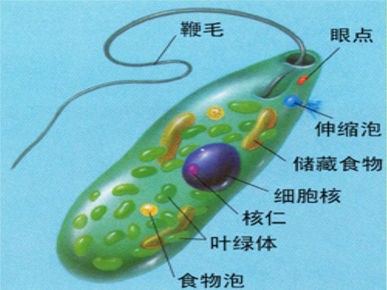 教科版 科学六年级上册 4.4种类繁多的动物 课件（37张PPT）07