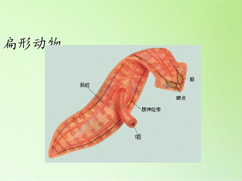 教科版 科学六年级上册 4.4种类繁多的动物 课件（37张PPT）08