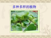 教科版 科學(xué)六年級上冊 4.3多種多樣的植物 課件（13張PPT）