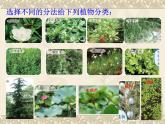 教科版 科學(xué)六年級上冊 4.3多種多樣的植物 課件（13張PPT）