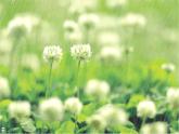 教科版 科學(xué)六年級上冊 4.3多種多樣的植物 課件 （45張PPT）