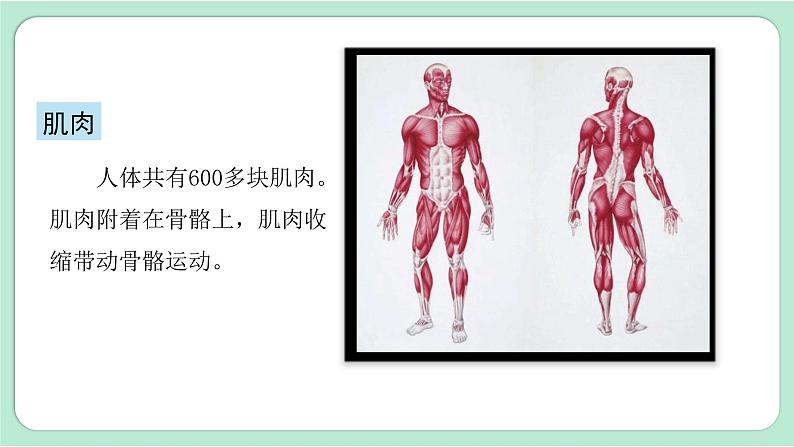 第2课时  身体的运动第7页
