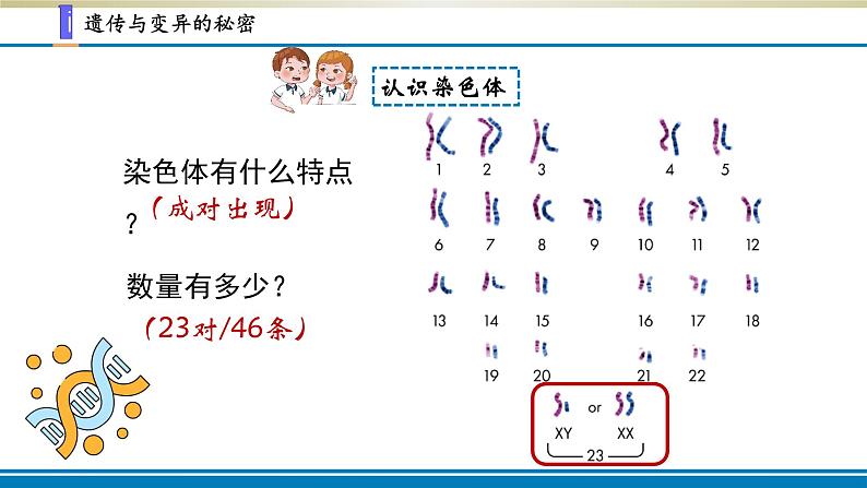 小学科学苏教版六年级上册第二单元第7课《寻找遗传与变异的秘密》课件(2021新版）06