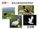 人教鄂教版  科学 四年级上册 1鸟和哺乳动物课件PPT（15张PPT）