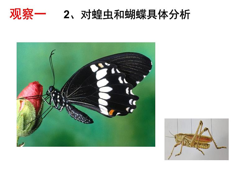 人教鄂教版 科学四年级上册 2动物的分类课件PPT（13张PPT）03