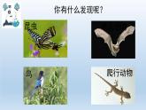 小学科学教科版六年级上册  2.7《昼夜和四季变化对生物的影响》课件（15张PPT）