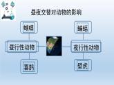 小学科学教科版六年级上册  2.7《昼夜和四季变化对生物的影响》课件（15张PPT）