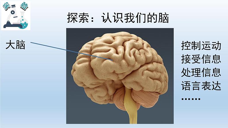 小学科学教科版五年级上册  4.4《身体的“总指挥”》课件（12张PPT）05