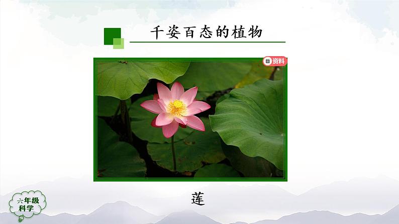 新人教鄂教版科学六上：2.4 植物的简单分类（2课时） PPT课件+视频04