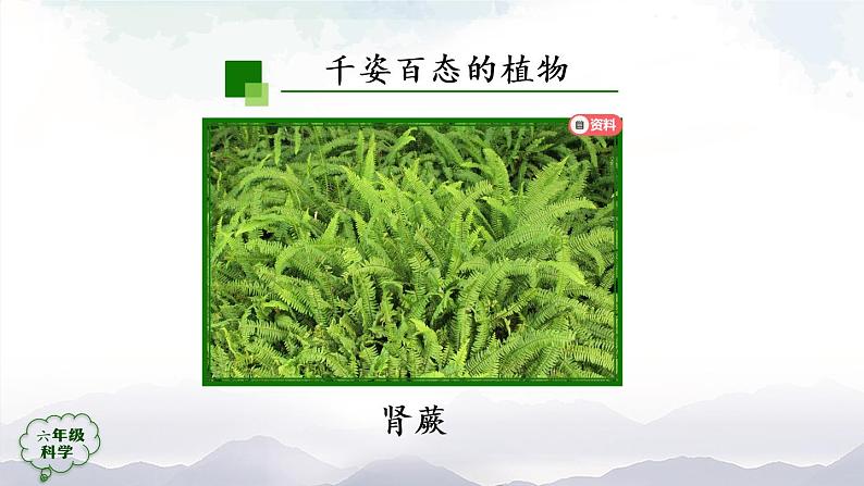 新人教鄂教版科学六上：2.4 植物的简单分类（2课时） PPT课件+视频05