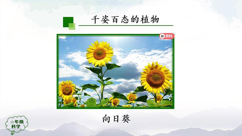 新人教鄂教版科学六上：2.4 植物的简单分类（2课时） PPT课件+视频06