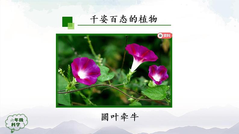 新人教鄂教版科学六上：2.4 植物的简单分类（2课时） PPT课件+视频07