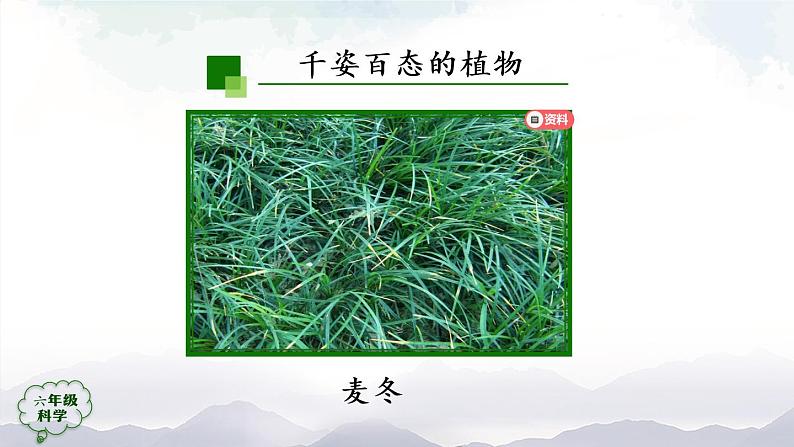 新人教鄂教版科学六上：2.4 植物的简单分类（2课时） PPT课件+视频08