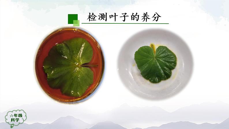 新人教鄂教版科学六上：2.5 植物的光合作用（2课时） PPT课件+视频04