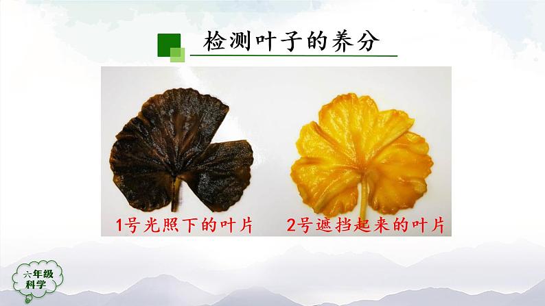 新人教鄂教版科学六上：2.5 植物的光合作用（2课时） PPT课件+视频08