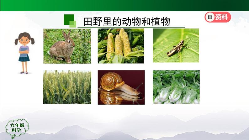 新人教鄂教版科学六上：2.6 食物链（2课时）PPT课件04