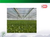 新人教鄂教版科學(xué)六上：第五單元 建造“植物工廠” 回顧與評(píng)價(jià)PPT課件+視頻