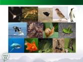 新人教鄂教版科学四上：1.2 动物的分类（第2课时）PPT课件+内嵌视频+教案
