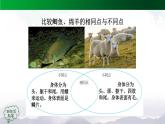 新人教鄂教版科学四上：1.2 动物的分类（第2课时）PPT课件+内嵌视频+教案
