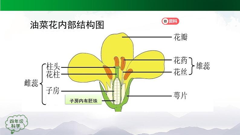 新人教鄂教版科学四上：2.4 用种子繁殖（3课时）PPT课件+内嵌视频06