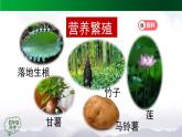 新人教鄂教版科学四上：2.6 动物的繁殖 PPT课件+内嵌视频