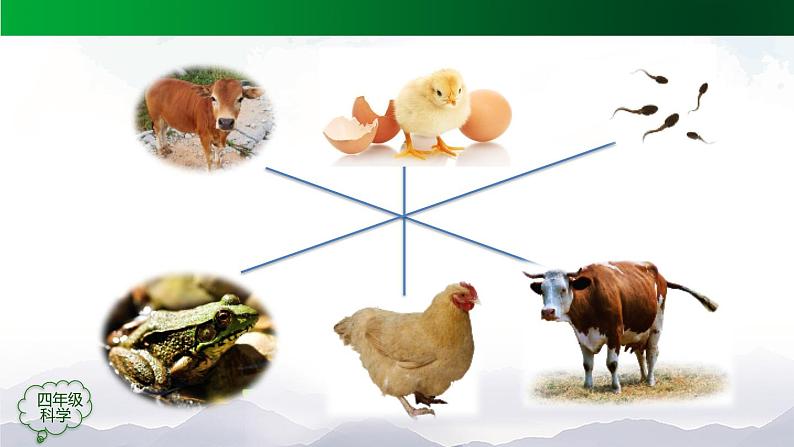 新人教鄂教版科学四上：2.6 动物的繁殖 PPT课件+内嵌视频06