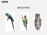 青島版 四年級科學(xué)上冊 3.《鳥》課件