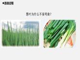 青岛版 五年级科学上册21《生物的启示》课件