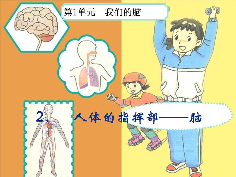 湘科版 (2017)  五年级上册 1.2、 人体指挥部——脑 课件03