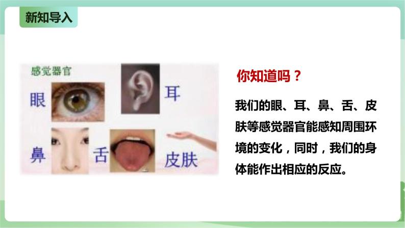 新粤教版科学六上：3.14《测试我们的反应》PPT课件+教案+练习+视频素材02