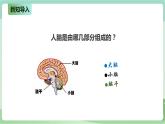 新粤教版科学六上：3.15《大脑的作用》PPT课件+教案+练习+视频素材