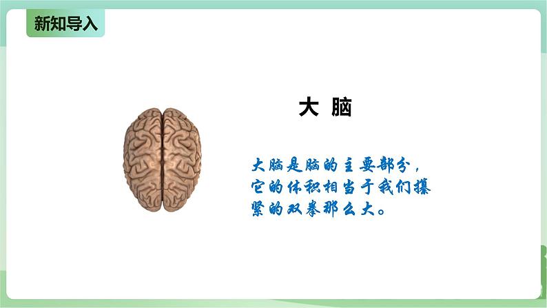 新粤教版科学六上：3.15《大脑的作用》PPT课件+教案+练习+视频素材04