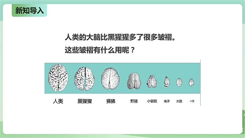 新粤教版科学六上：3.15《大脑的作用》PPT课件+教案+练习+视频素材05