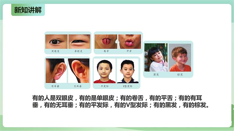 新粤教版科学六上：4.18《专题探究：外貌特征能遗传吗》PPT课件+教案+练习07