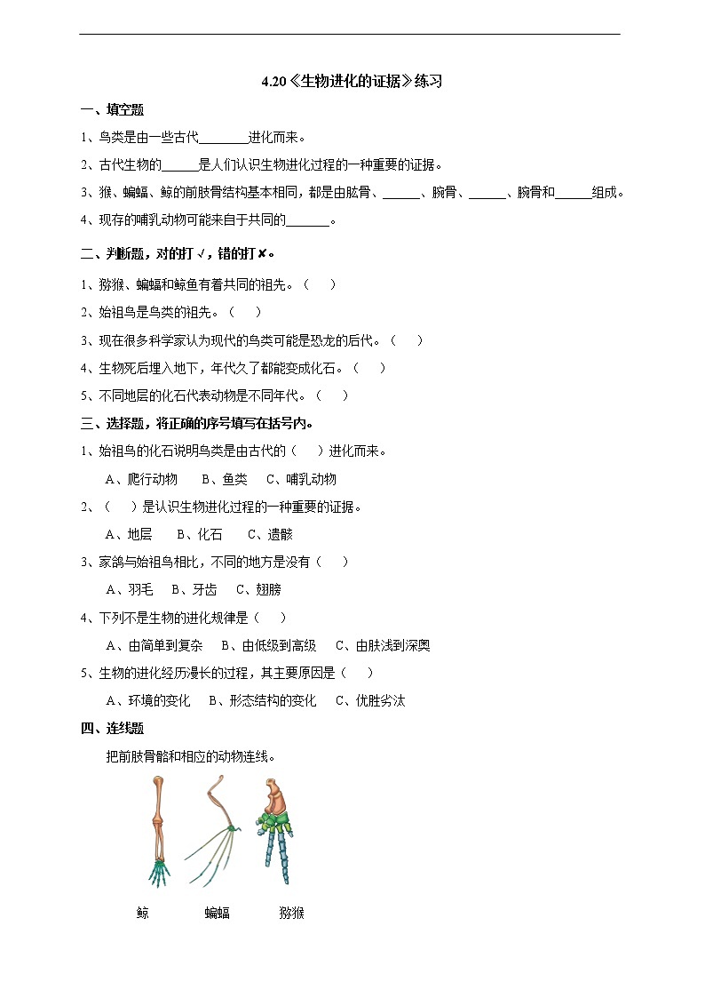 4.20《生物进化的证据》练习第1页